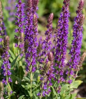 Salvia nemorosa 'Blaukönigin'